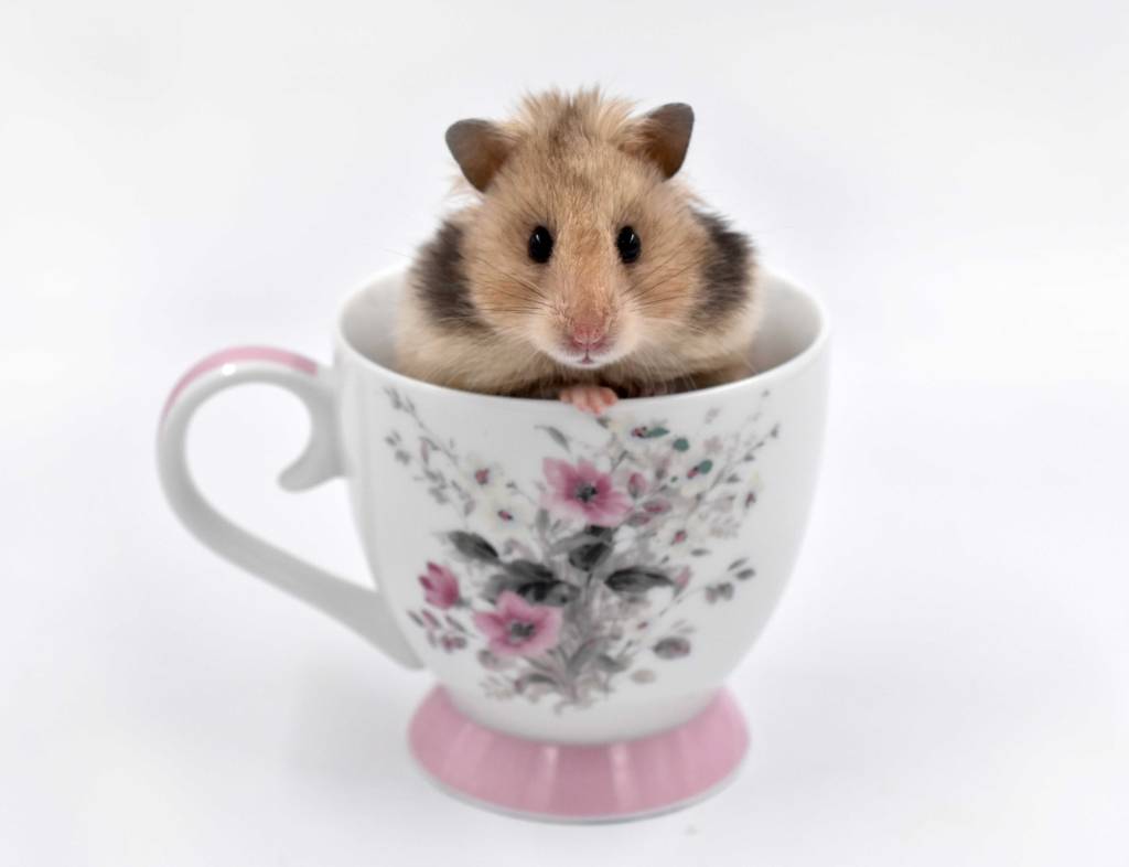 Jellybean the Syrian hamster in a tea cup white background