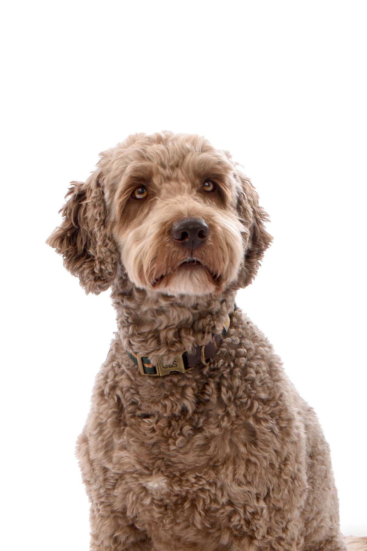 barney the brown cockerpoo headshot looking front on white background 