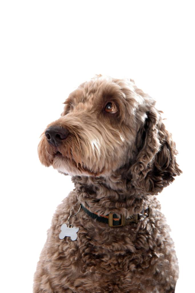 barney the brown cockerpoo headshot looking left up on white background