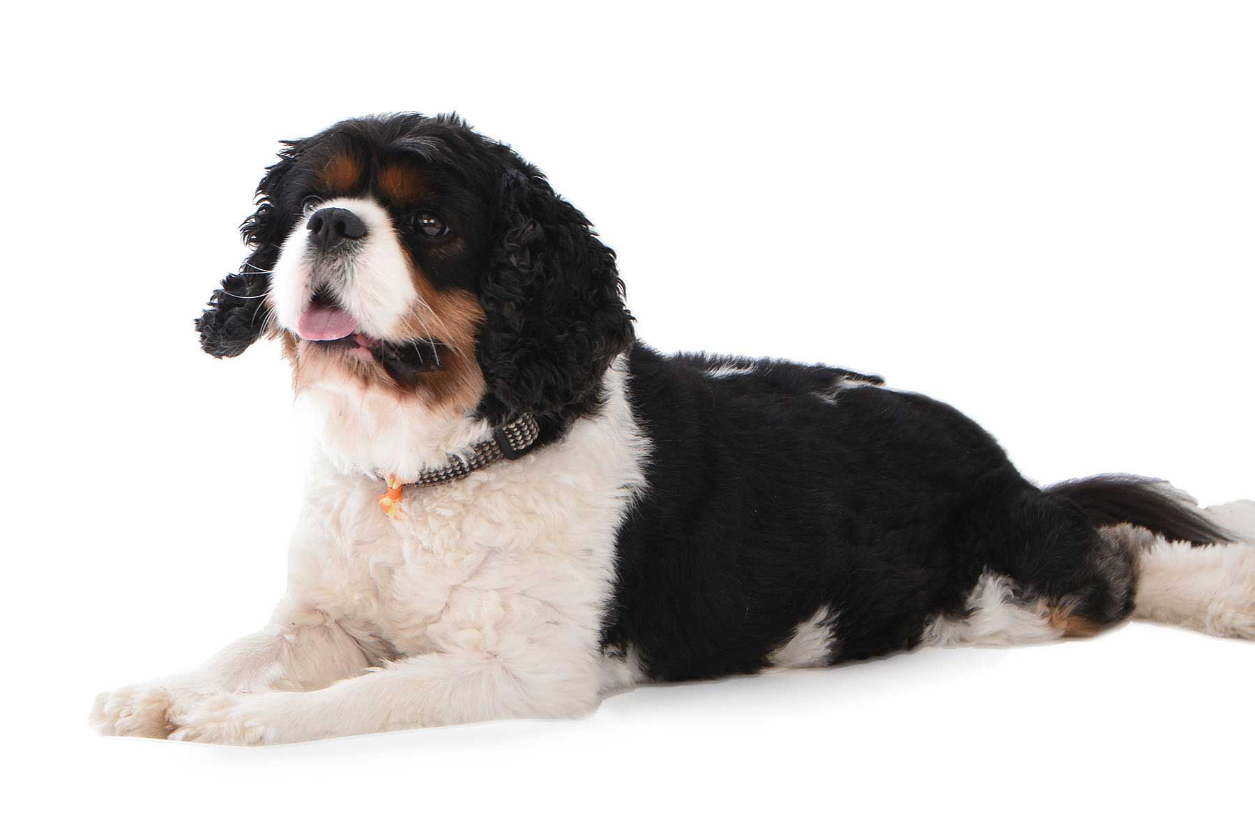 Charlie the king charles caviler laying down facing left on white background